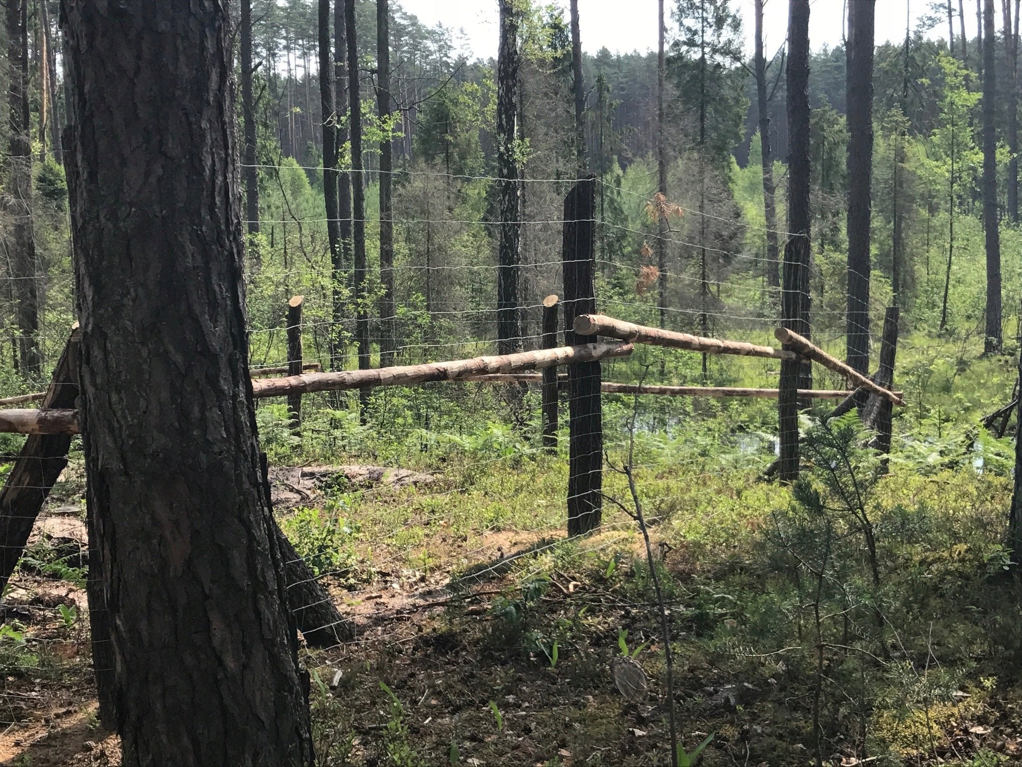 Fence NET FOREST L 150/10/30 + skoble 25m Height 1.5 m