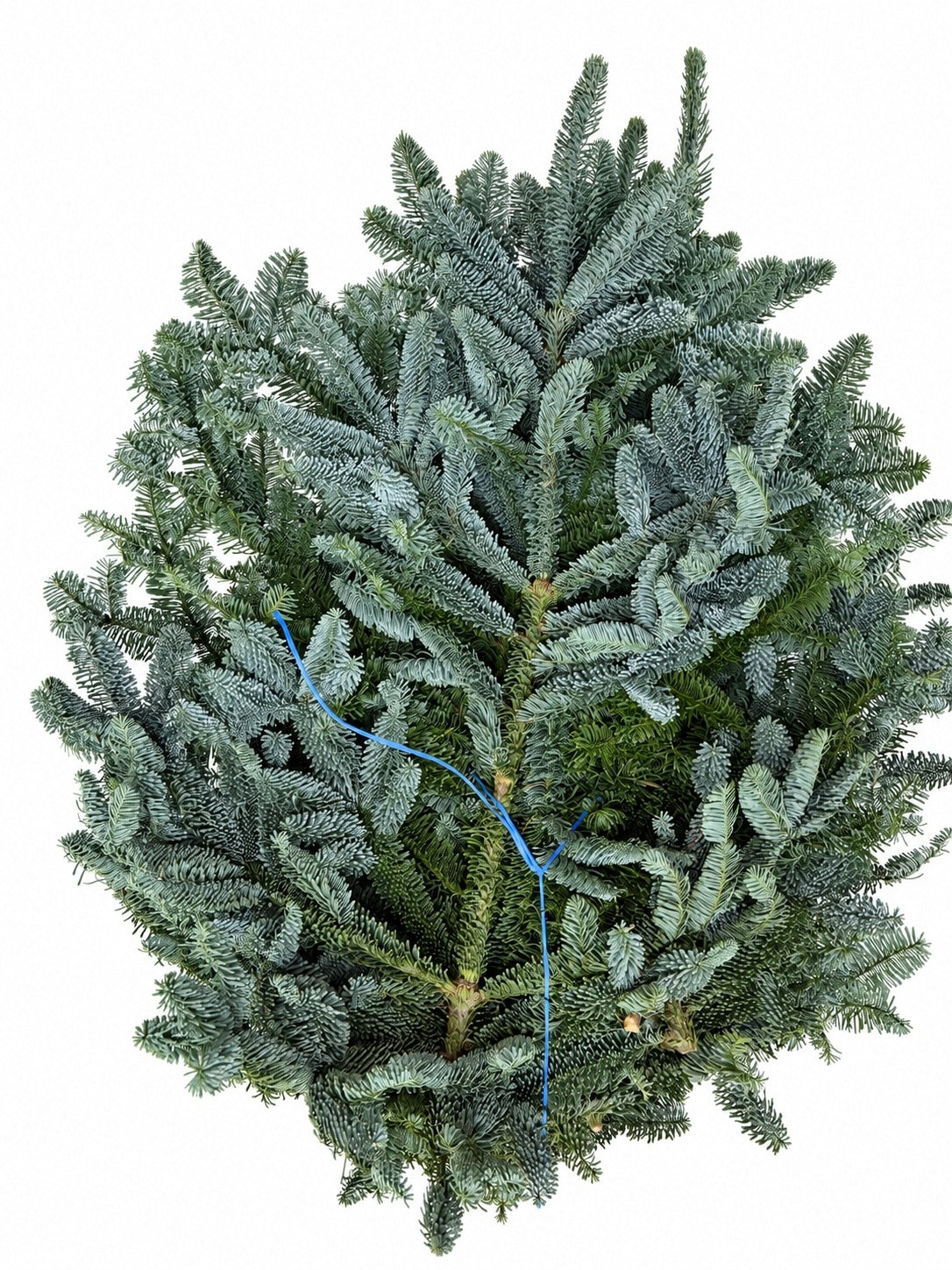 Fir Nobilis branches LIVE pack of 5 kg for reeds REEDS Christmas Packaging status original