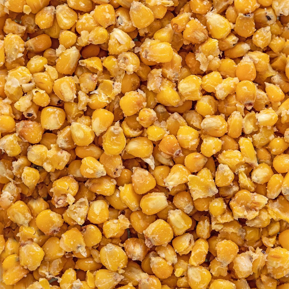 Fishing Corn Natural Ready Bait 5kg Carp Target Manufacturer code 0023