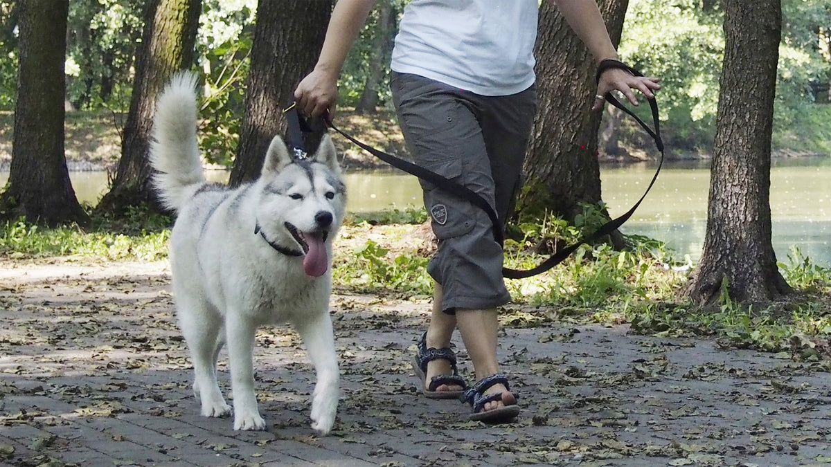 HIFICA PP Safety Holder Option for Leash Manufacturer code HHL-ML