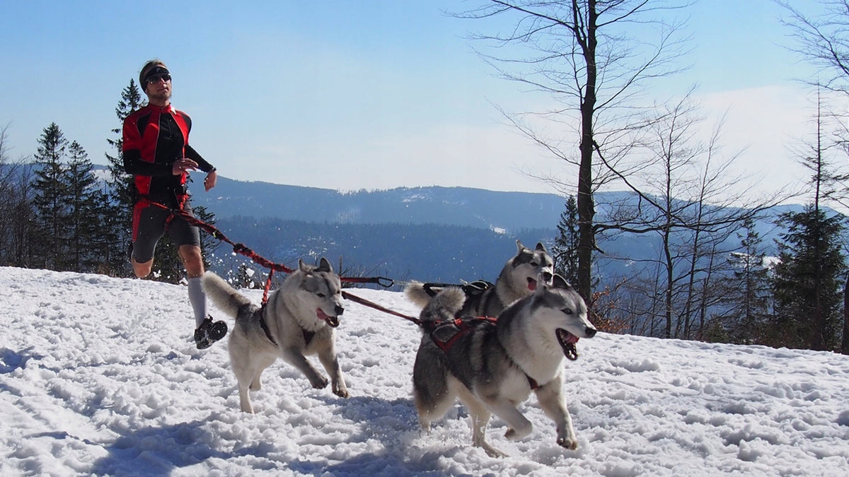 HIFICA Sports Hip Belt for Running with Dog on Dogtrekking Run Race PA Brand Hifica
