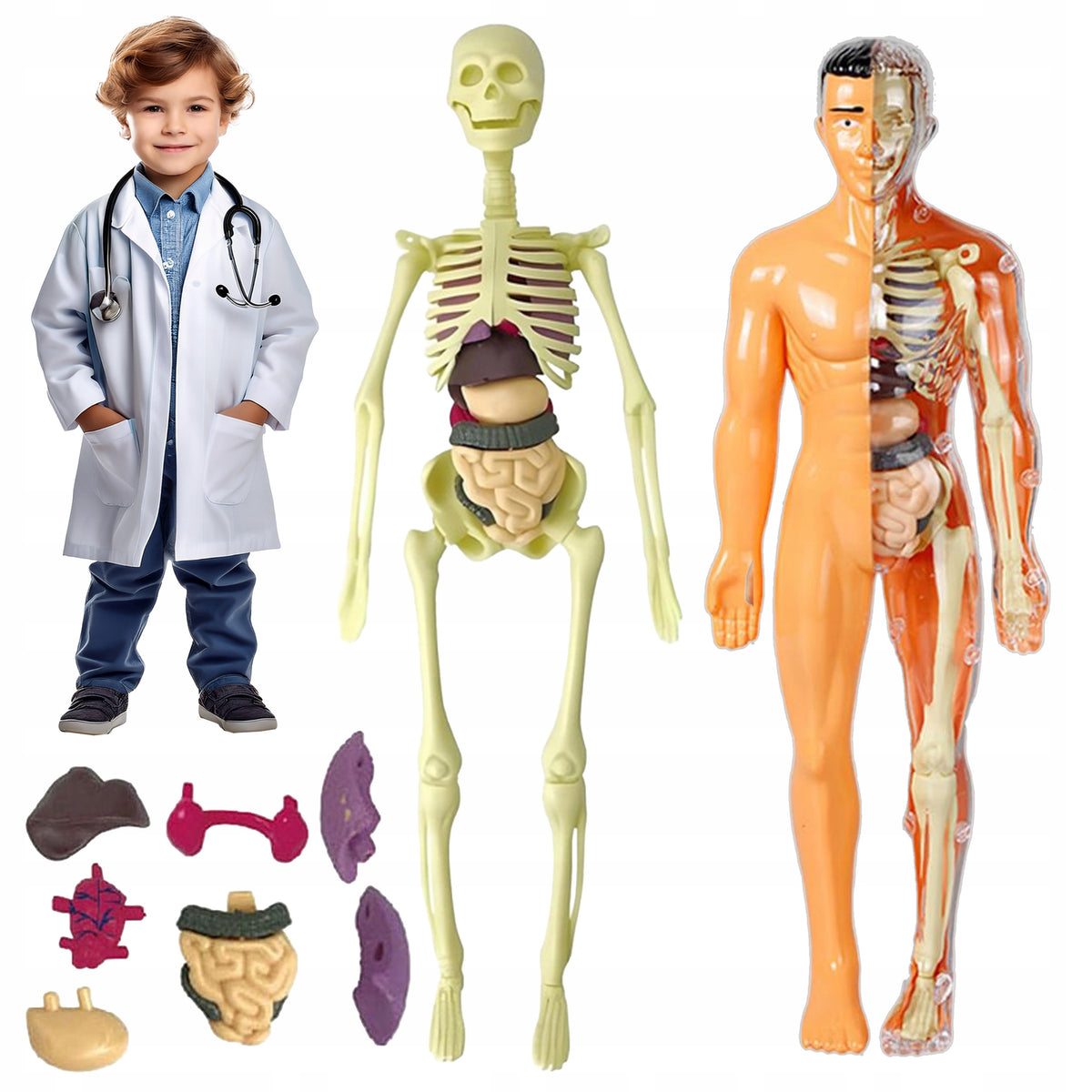 HUMAN BODY ANATOMICAL MODEL HUMAN BODY HUMAN ORGANS HUMAN + SKELETON Brand Stator