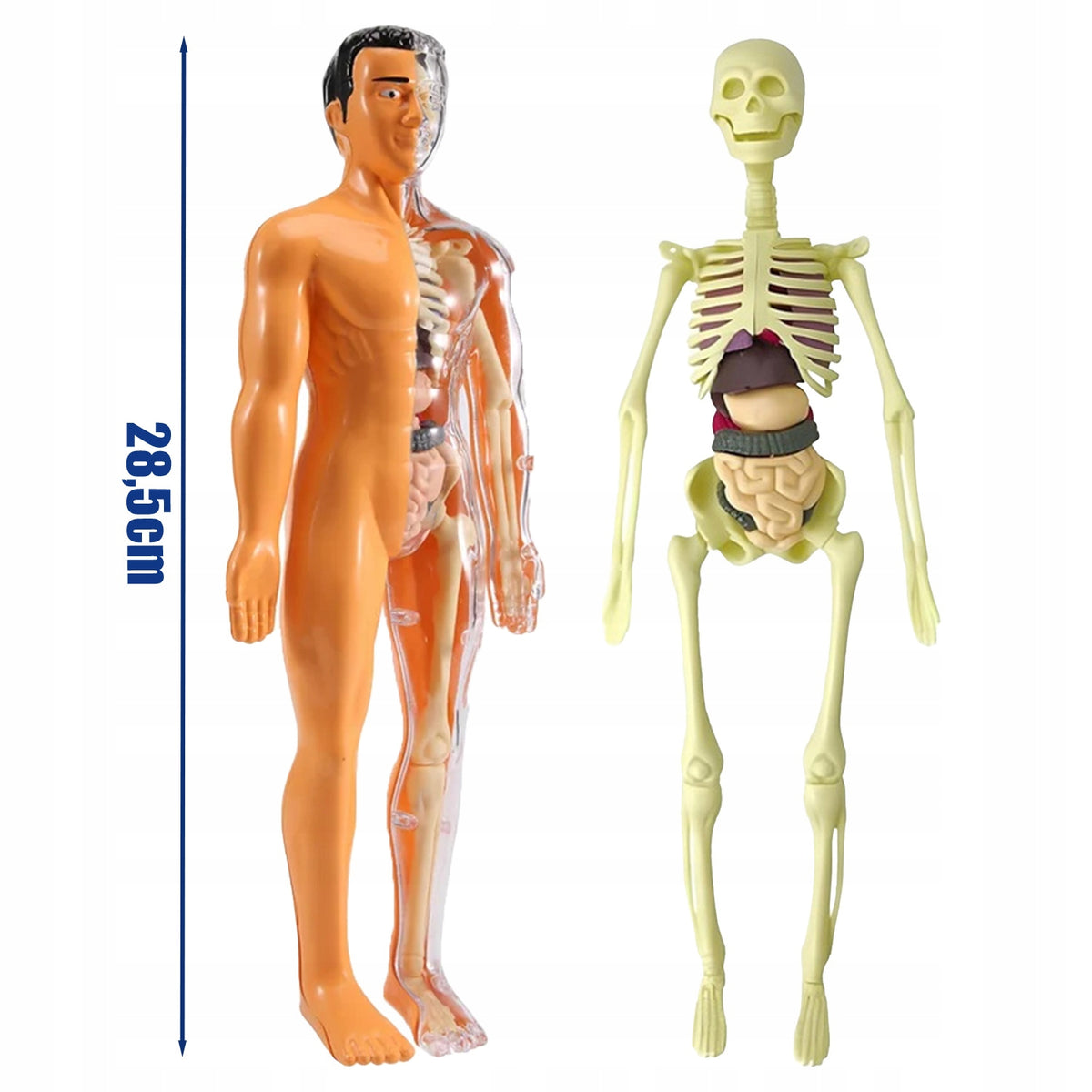 HUMAN BODY ANATOMICAL MODEL HUMAN BODY HUMAN ORGANS HUMAN + SKELETON Kid's age 6＋ years