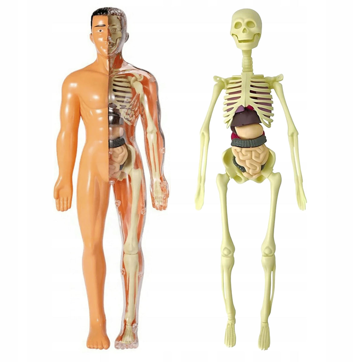 HUMAN BODY ANATOMICAL MODEL HUMAN BODY HUMAN ORGANS HUMAN + SKELETON