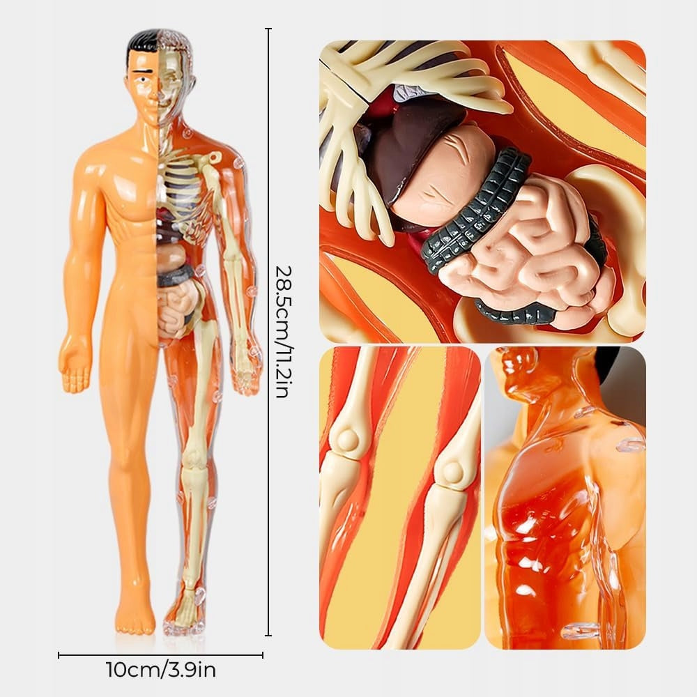 HUMAN BODY FOLDING MODEL 3D TORSO SKELETON SET FOR CHILDREN'S SCHOOL Manufacturer code NO-2002086