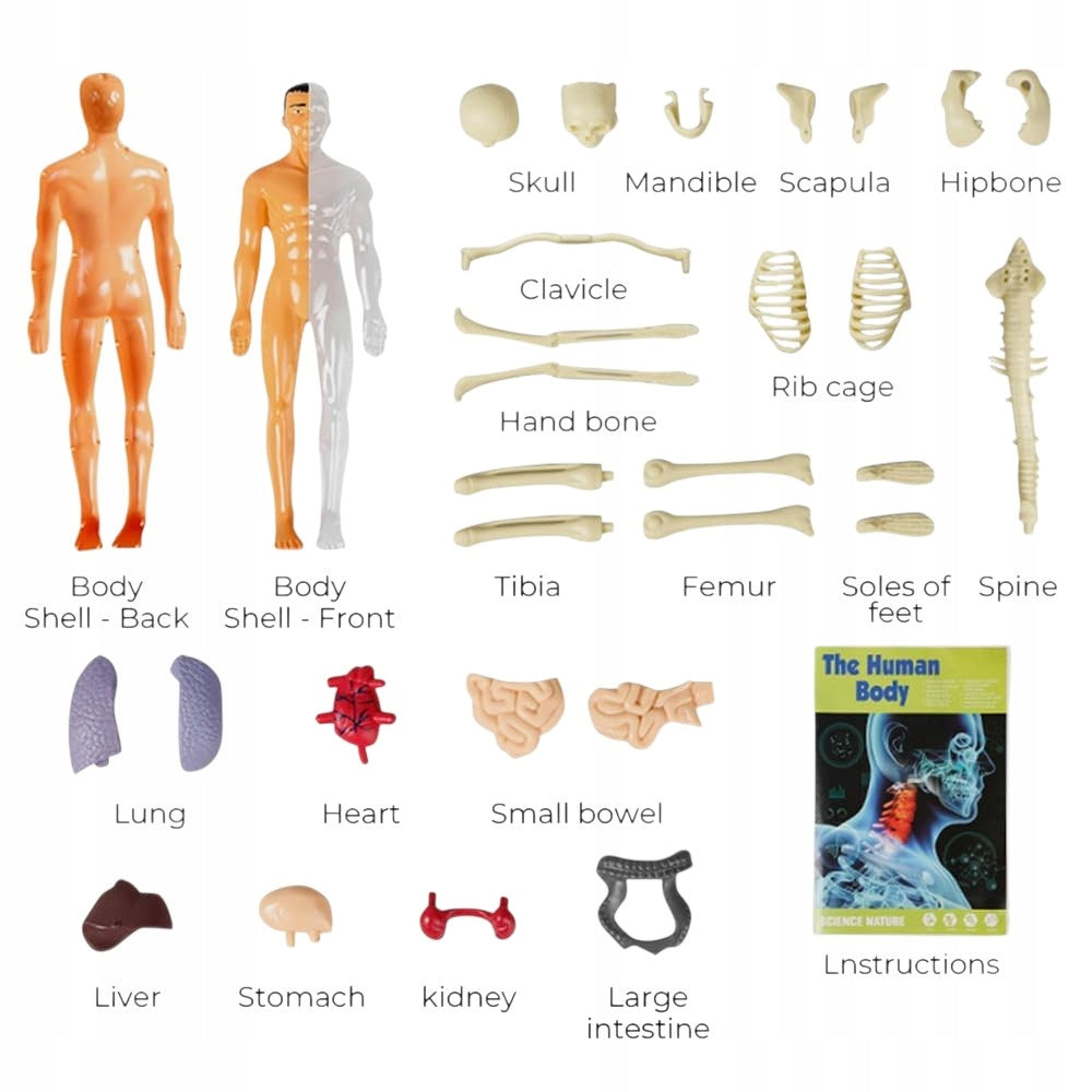 HUMAN BODY FOLDING MODEL 3D TORSO SKELETON SET FOR CHILDREN'S SCHOOL Packaging status original