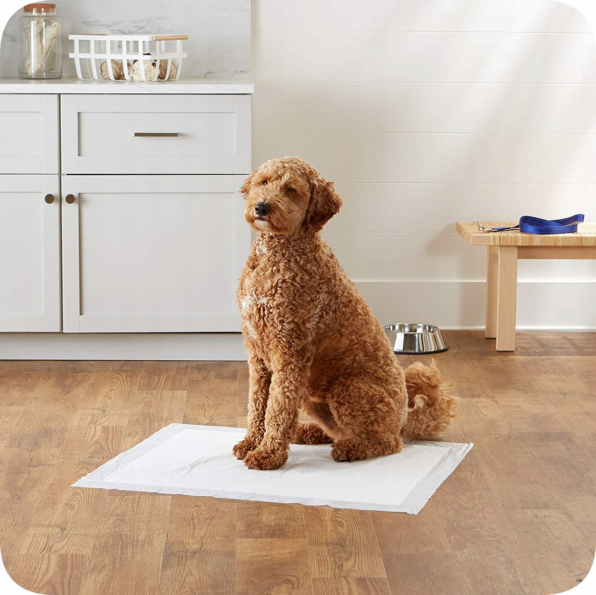 HYGIENE PADS DOG MATS LEARNING TO PEE 60x60 100pcs 8gr SAP Manufacturer code PH_60x60