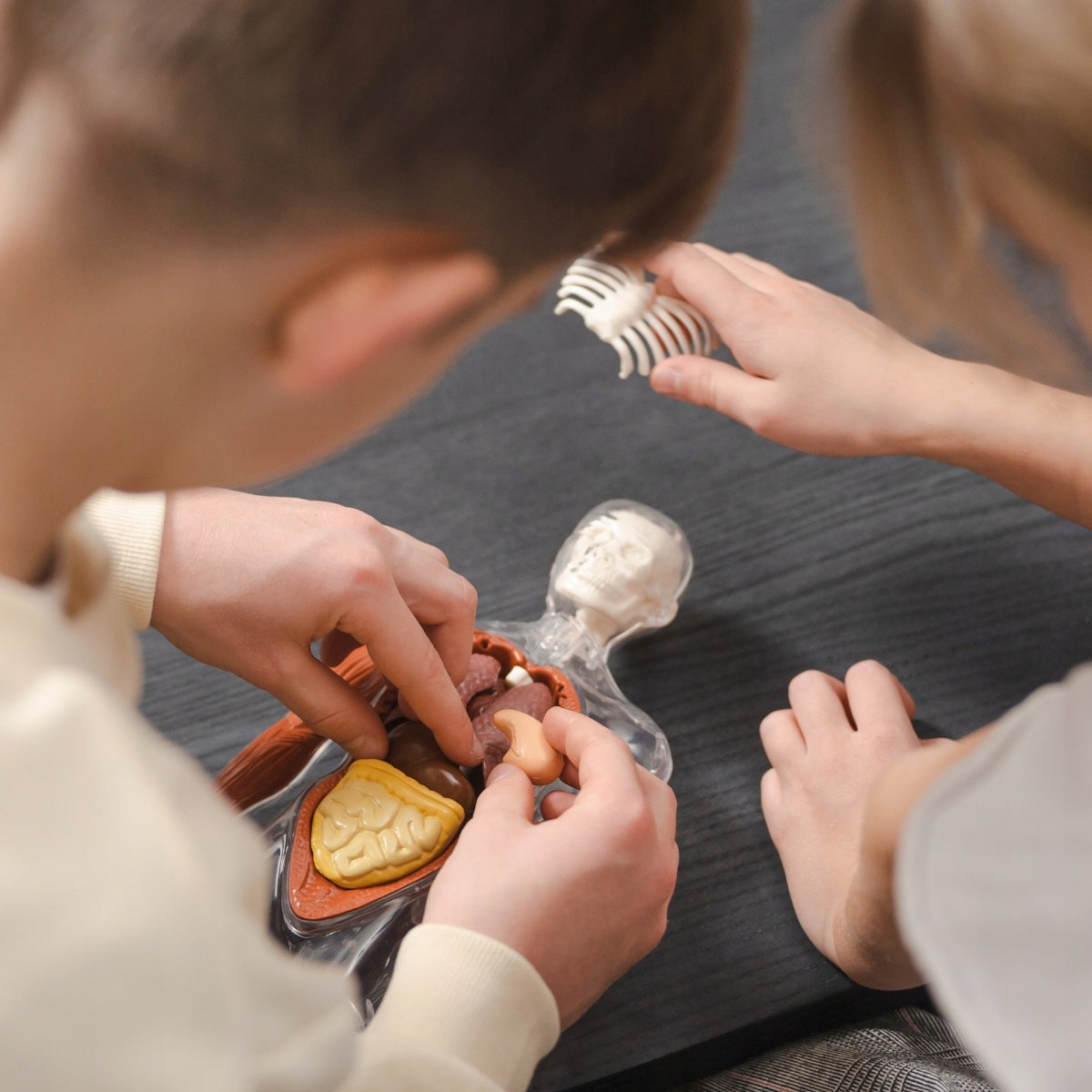 Human Body. Interactive 3D Model 6+, Science Can Kid's age 6＋ years
