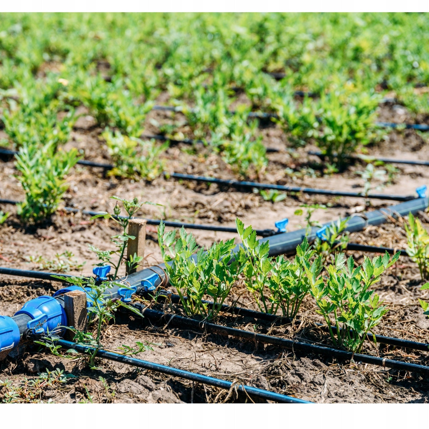 IRRIGATION MOUNTING PIPE 100M FI16 SEALED HOSE WITHOUT HOLES FOR WATER Packaging status original