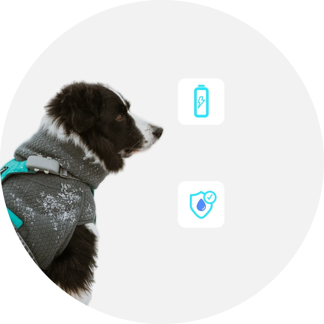 LOCATOR notiOne GPS PET BASIC WITHOUT SUBSCRIPTION FOR DOG CAT ANDROID iOS Manufacturer code brak