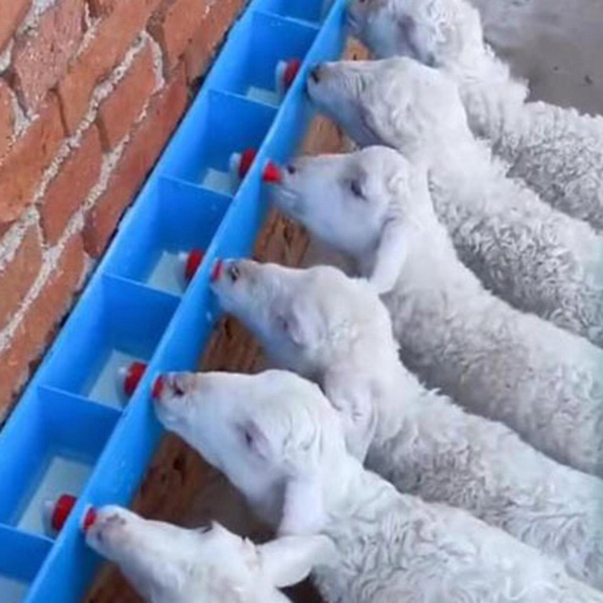 Lamb feed Bottle Lamb Feeding Supplies Milk Bottle Lamb Bottle Blue Manufacturer code 06179029034