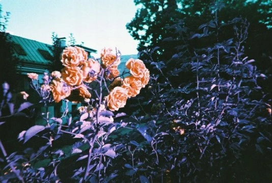 Lomography Simple Use LomoChrome Metropolis Brand Lomography
