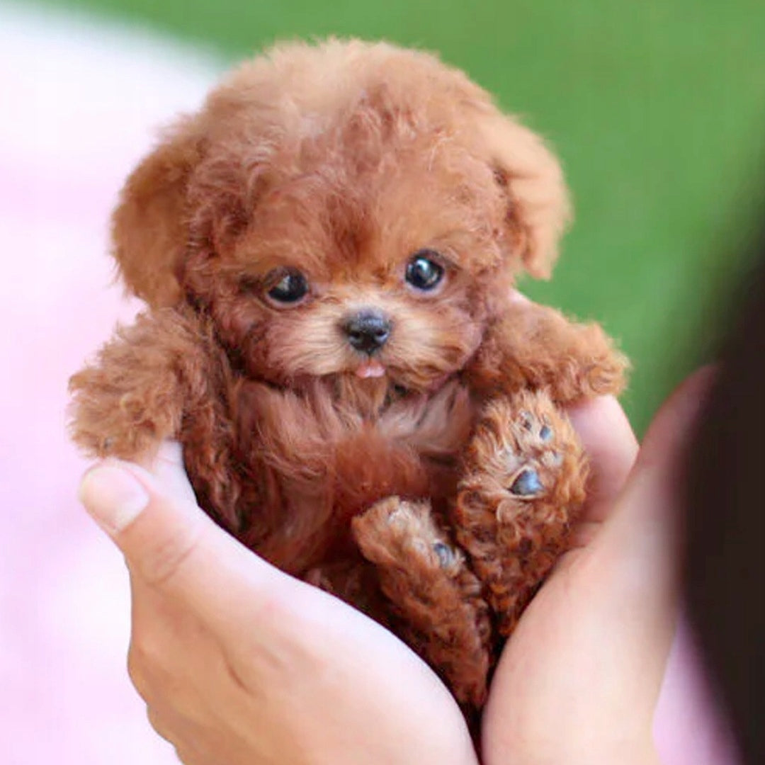 My Robot Puppy Short Plush lalka Robot Dog Plush Toy Manufacturer code 6977793468208