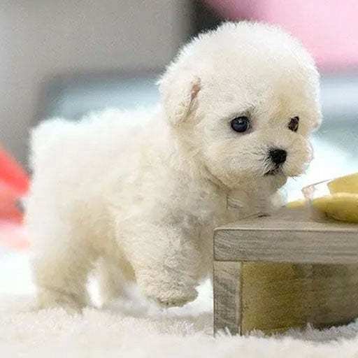 My Robot Puppy Short Plush lalka Robot Dog Plush Toy Manufacturer code 6977793468604
