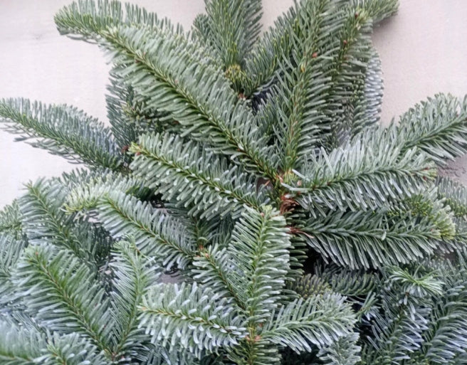 Nobilis Fir Branches, 5 kg bundle Manufacturer code ŻYWE GAŁĄZKI