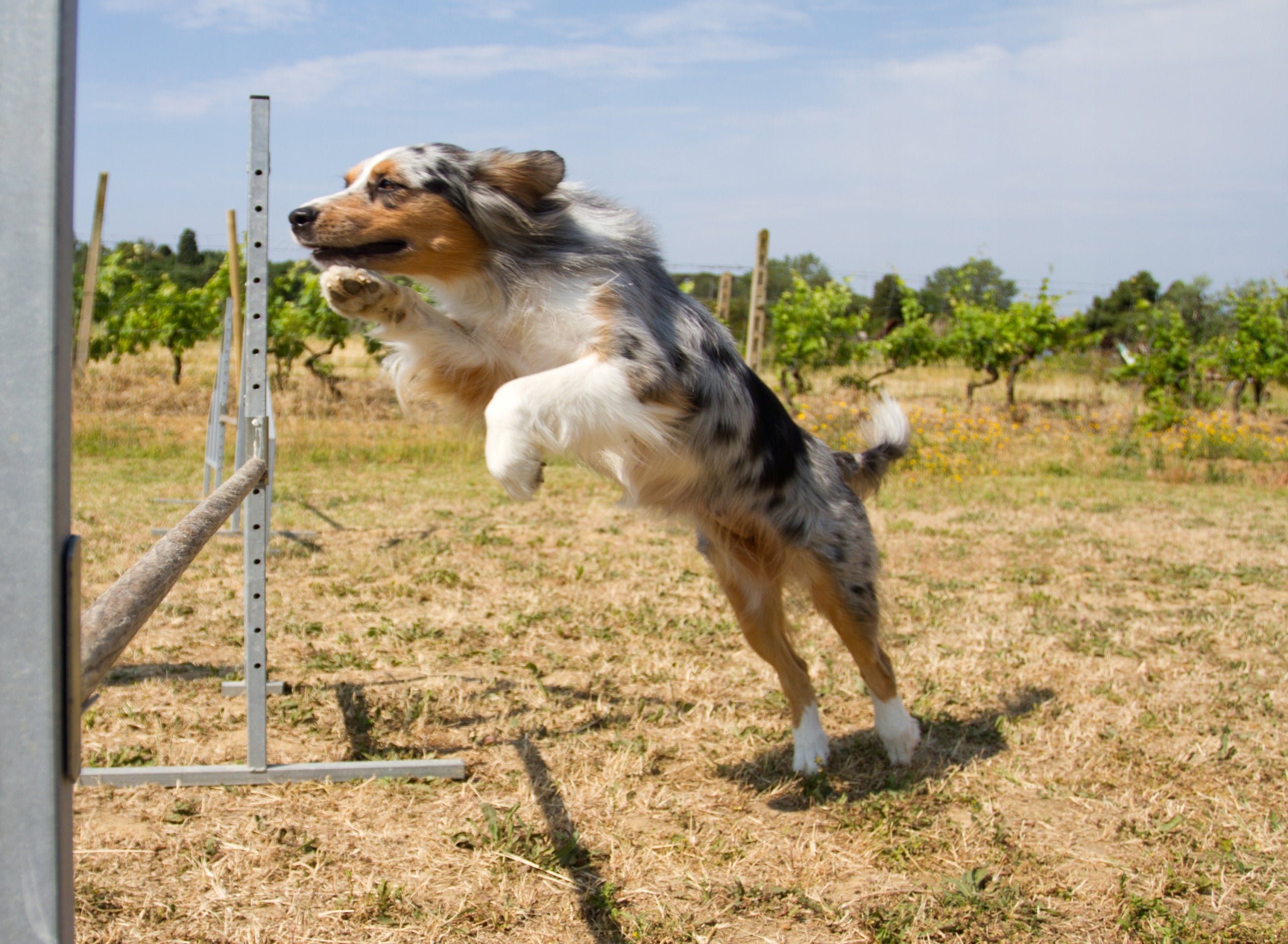 OBSTACLE COURSE Cones Training Dog ACTIVITY AGILITY Packaging status original