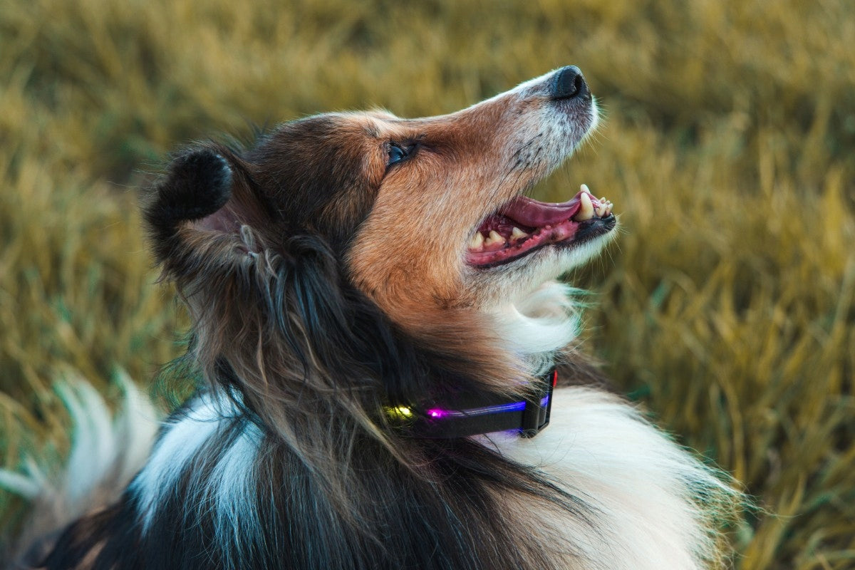 PetiGio LED Dog Collar USB-C Glowing Flashing Size M 41-50 cm Packaging status original
