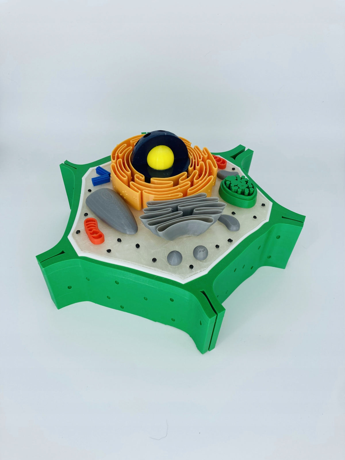 Plant cell - educational model Kid's age 10＋ years