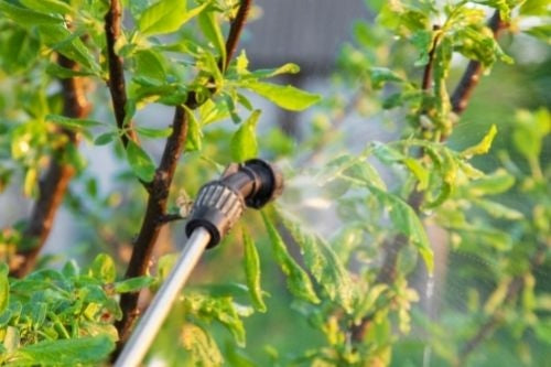 Pressure Sprayer Kwazar Rose 8L + Lance 50cm Manufacturer code WOK.0453