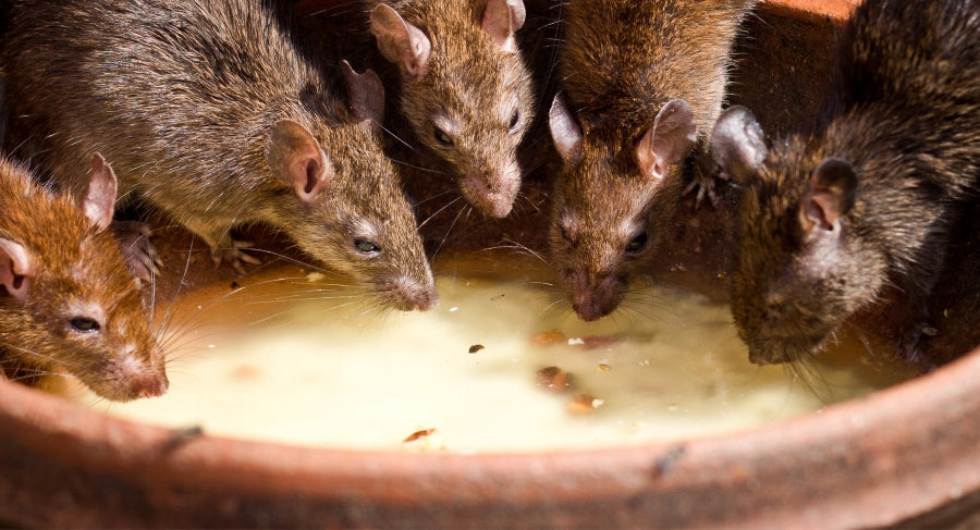 RATIMOR BRODIFAKUM Poison for mice and rats Poison Blue cube 3kg Kind poison