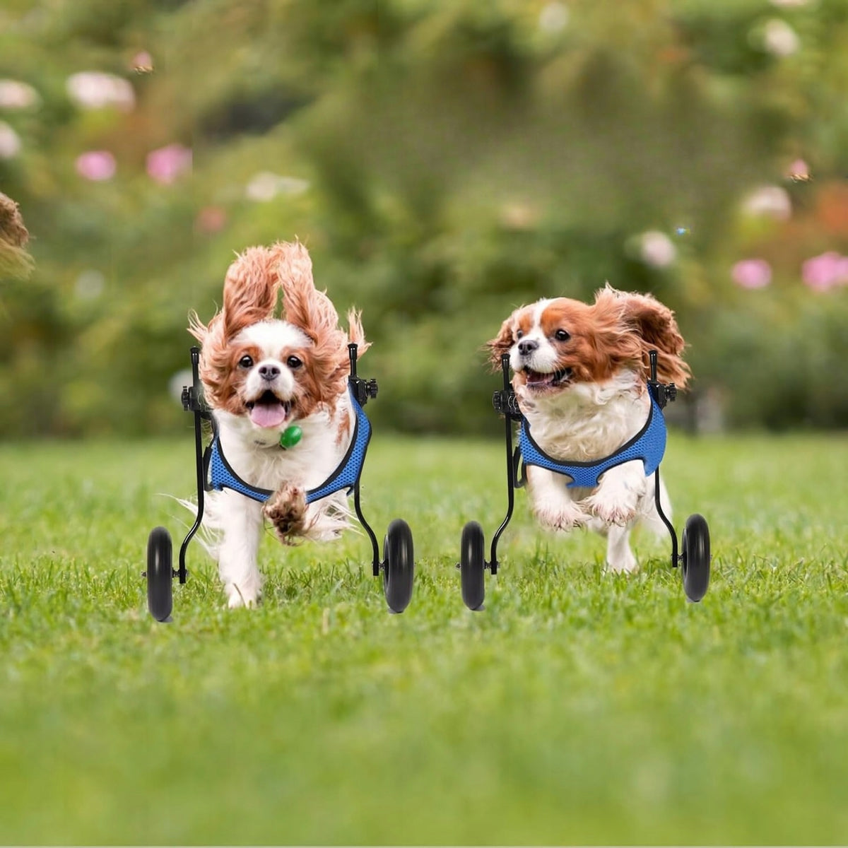 REHABILITATION WHEELCHAIR FOR DOGS WITH REAR LEGS FOR ANIMALS M Brand no brand