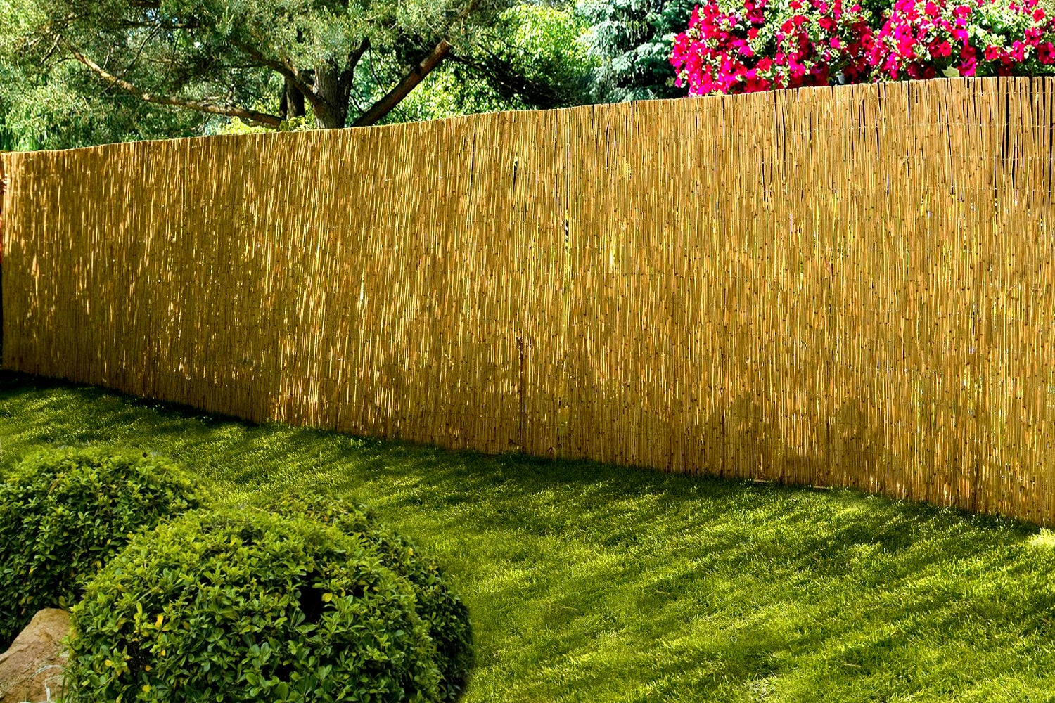 Reed mat reed mats reed 1.5x6.0m PROMOTION!!