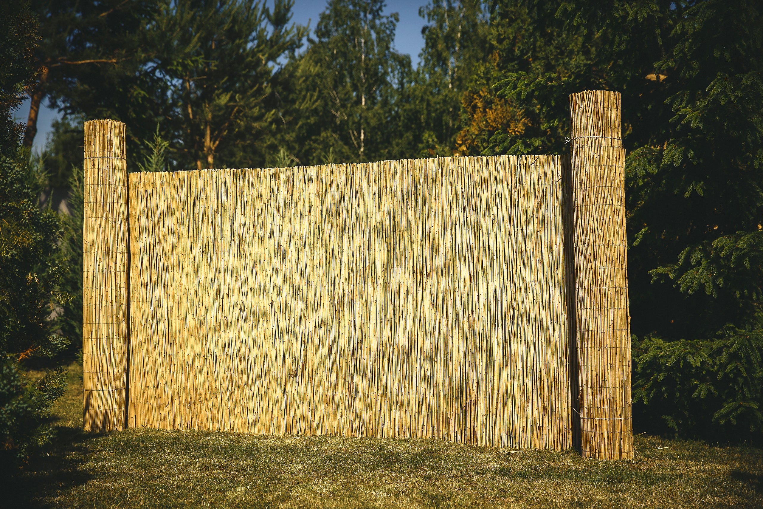 Reed mat reed mats reed 1.6x6.0m PROMOTION Style modern garden