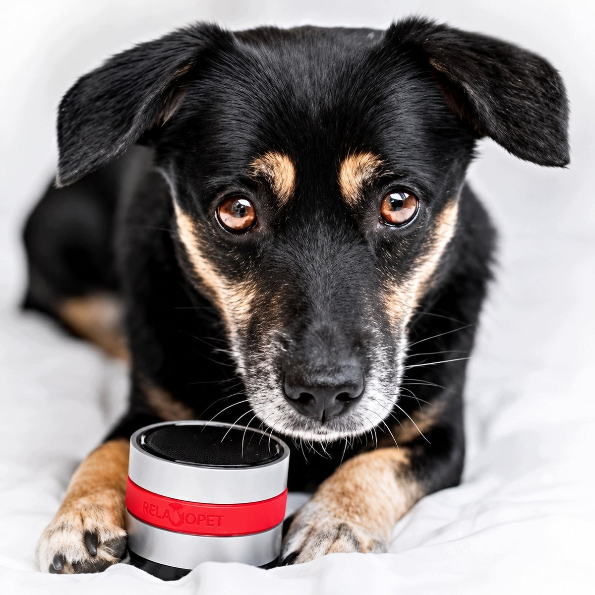 RelaxoPet PRO Relaxation Device for Dog for Stress Anxiety Manufacturer code PRO URZĄDZENIE RELAKSACYJNE DLA PSA
