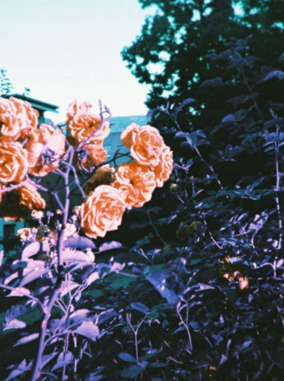 Reusable camera + Film LomoChrome Purple - LOMOGRAPHY Packaging status original