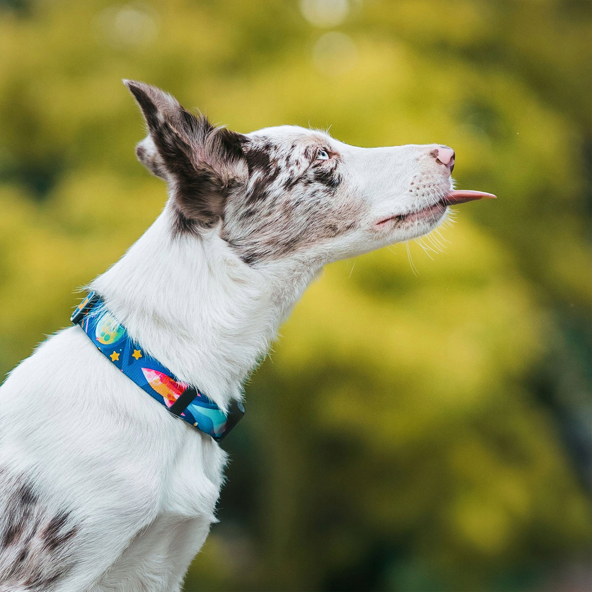 SEMI-CLAMP COLLAR S. COLLAR FOR SMALL DOG. STRONG, DURABLE EAN (GTIN) 5906688653482