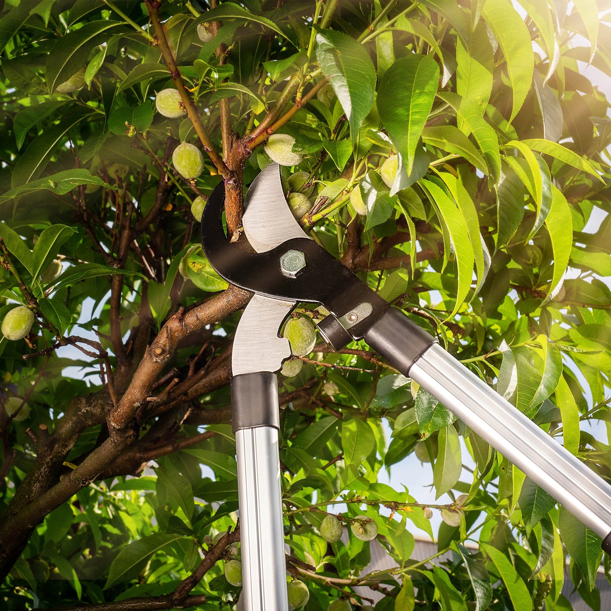 SHRUB BRANCH PRUNER TELESCOPIC HANDHELD GARDEN SCISSORS SOLID SHARP Maximum cut branch thickness 30 mm