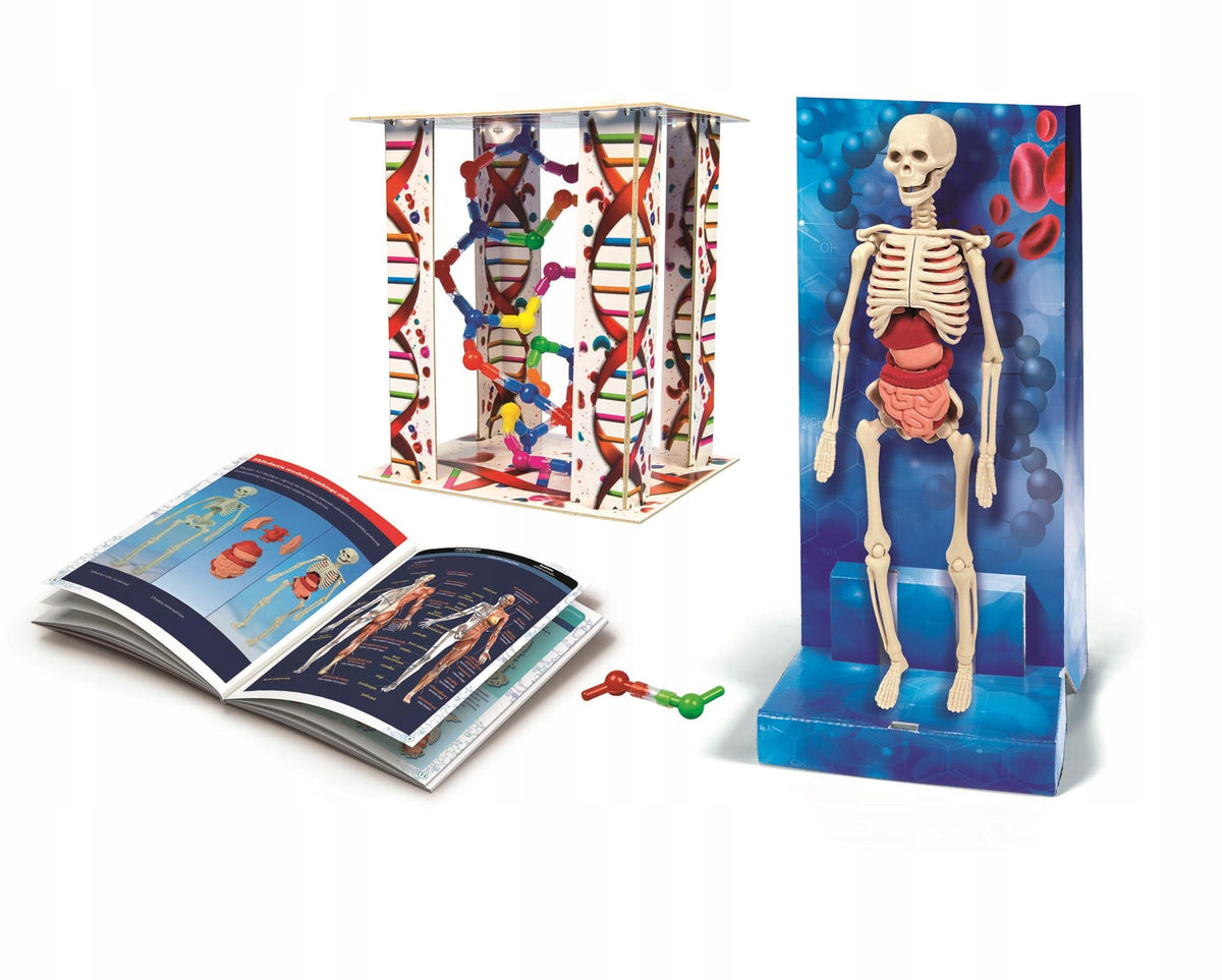 Set Clementoni Scientific Fun Human Body 60249 Brand Clementoni