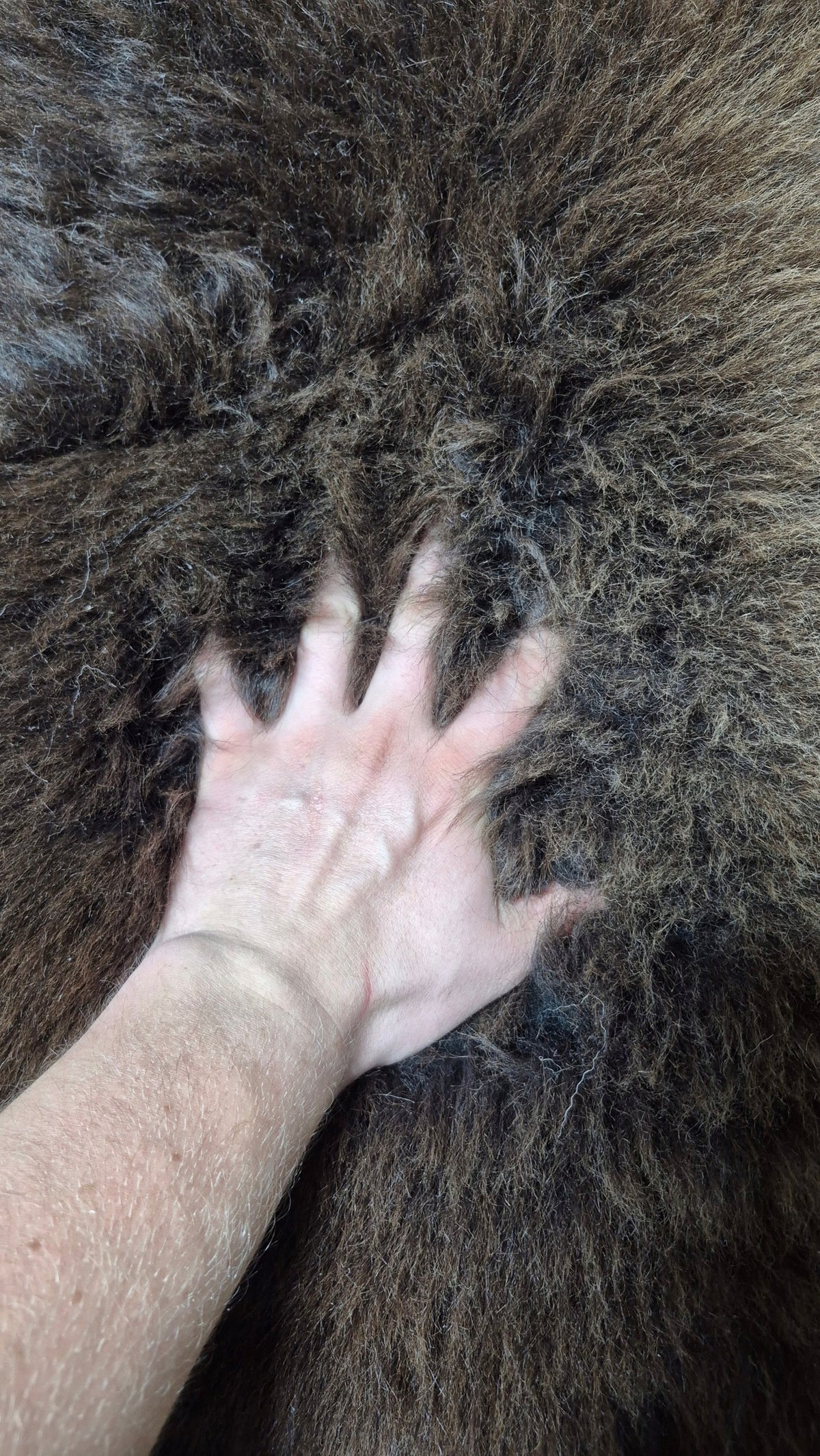 Sheepskin Natural Bedspread Brown-Chocolate Lamb 120x65cm Large Manufacturer code Brąz Czekoladowy XL