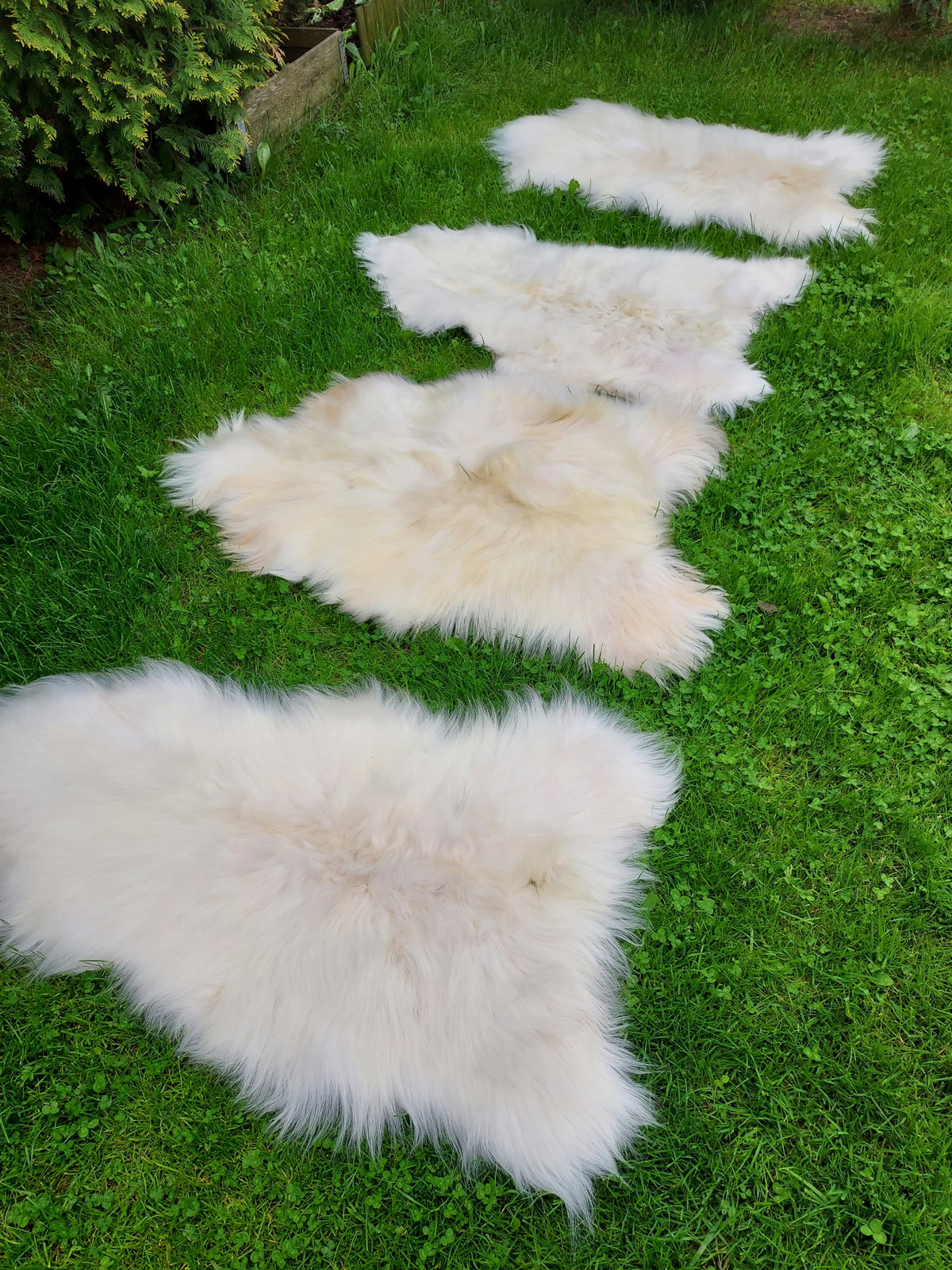 Sheepskin White 2 Class Natural Sheepskin Decorative Brand no brand