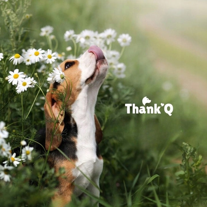 THANK'Q Standard Beef Flavoured Dry Dog Food with Vitamins 10kg Manufacturer code 206915