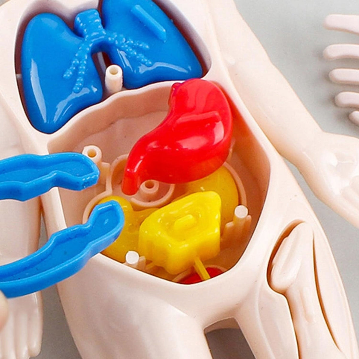 TOY LEARNING THE HUMAN BODY HUMAN ANATOMY FOR A CHILD GAME LALKA Brand no brand