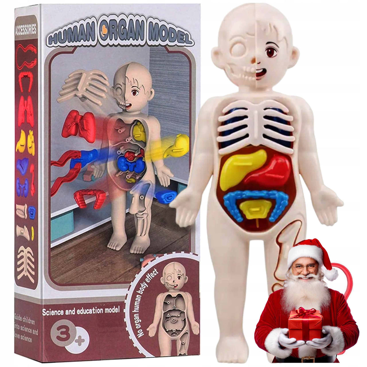 TOY LEARNING THE HUMAN BODY HUMAN ANATOMY FOR A CHILD GAME LALKA