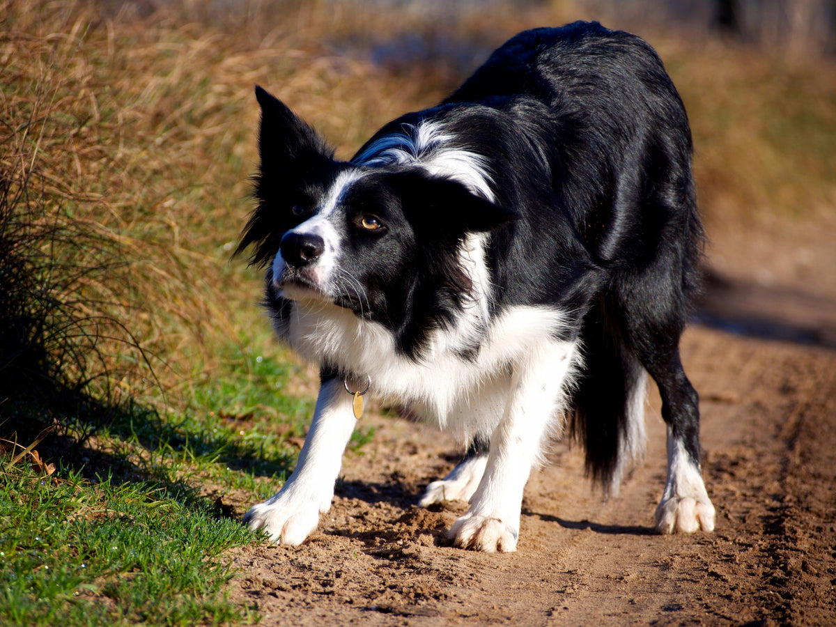 Target Dog Fitness Platform for Dog Position Learning Brand PsiNos