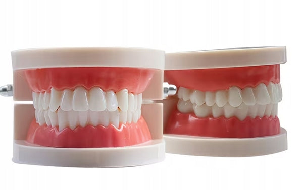 Teaching Model DENTAL ARCHES Movable Learning to Brush Teeth, Dentist Play Kid's age 3＋ years