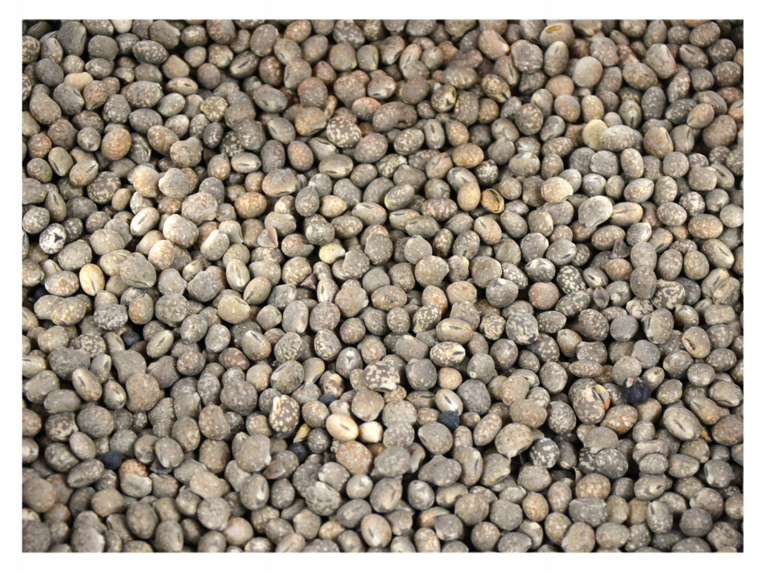 ŁUBIN narrow-leaved sweet 4,5kg bait fishing bait carp