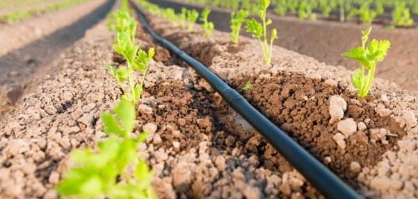 W. DRIP LINE 100m fi16 50cm 2L/h IRRIGA Brand Irriga