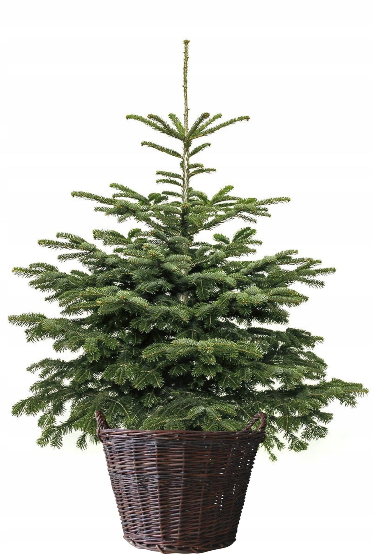 WICKER BASKET FOR HYONKA FI 30 cm , BROWN BASKET FOR CHRISTMAS TREE LIVE