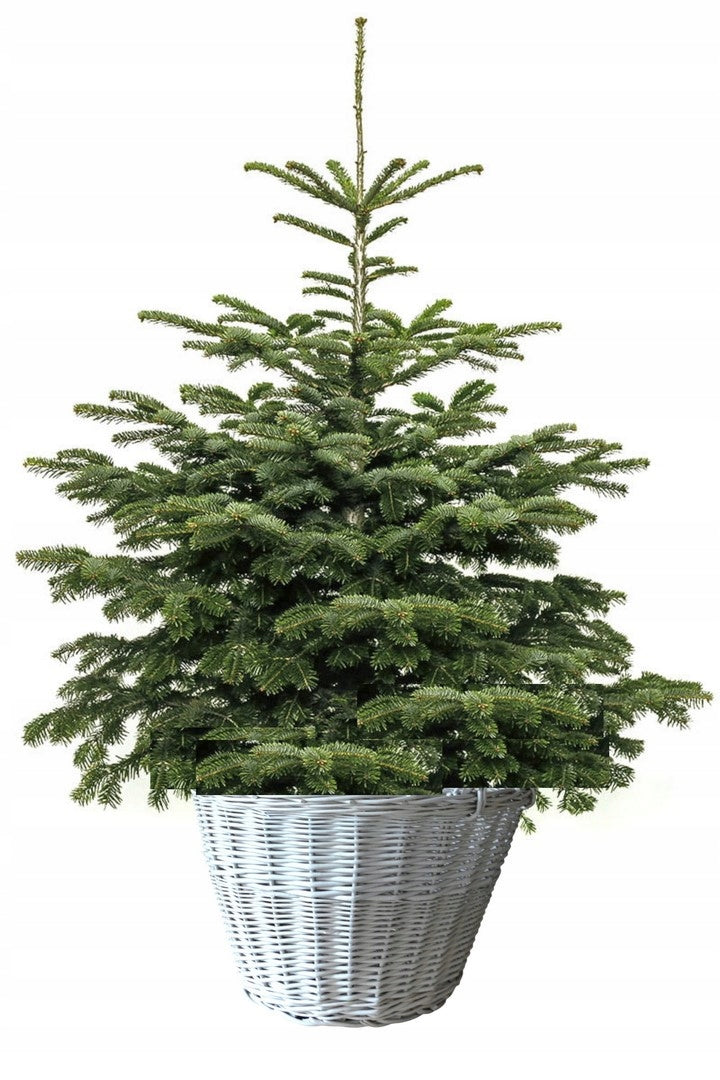 WICKER BASKET FOR HYONKA FI 40 cm , WHITE COLOR FOR CHRISTMAS TREE LIVE