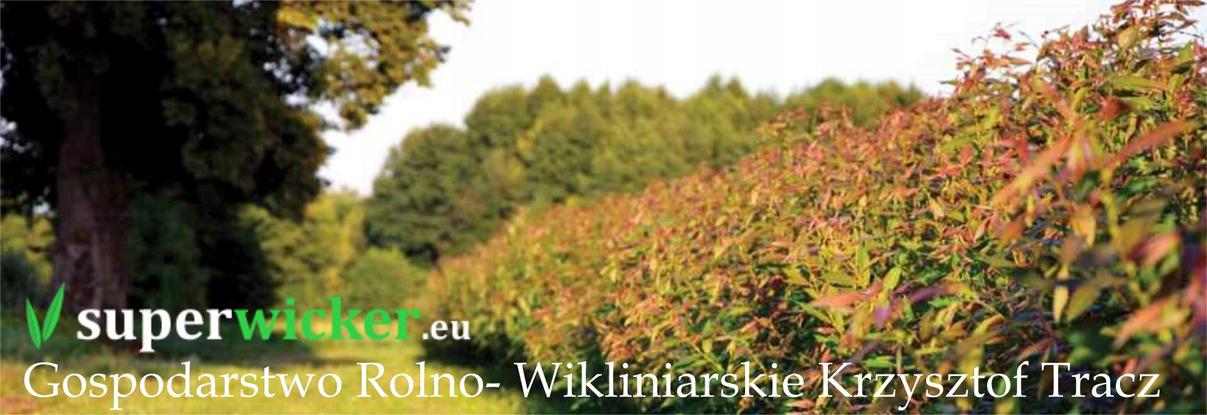 Wicker mats 120cm/500cm wicker mat PREMIUM MANUFACTURER Poland Packaging status original