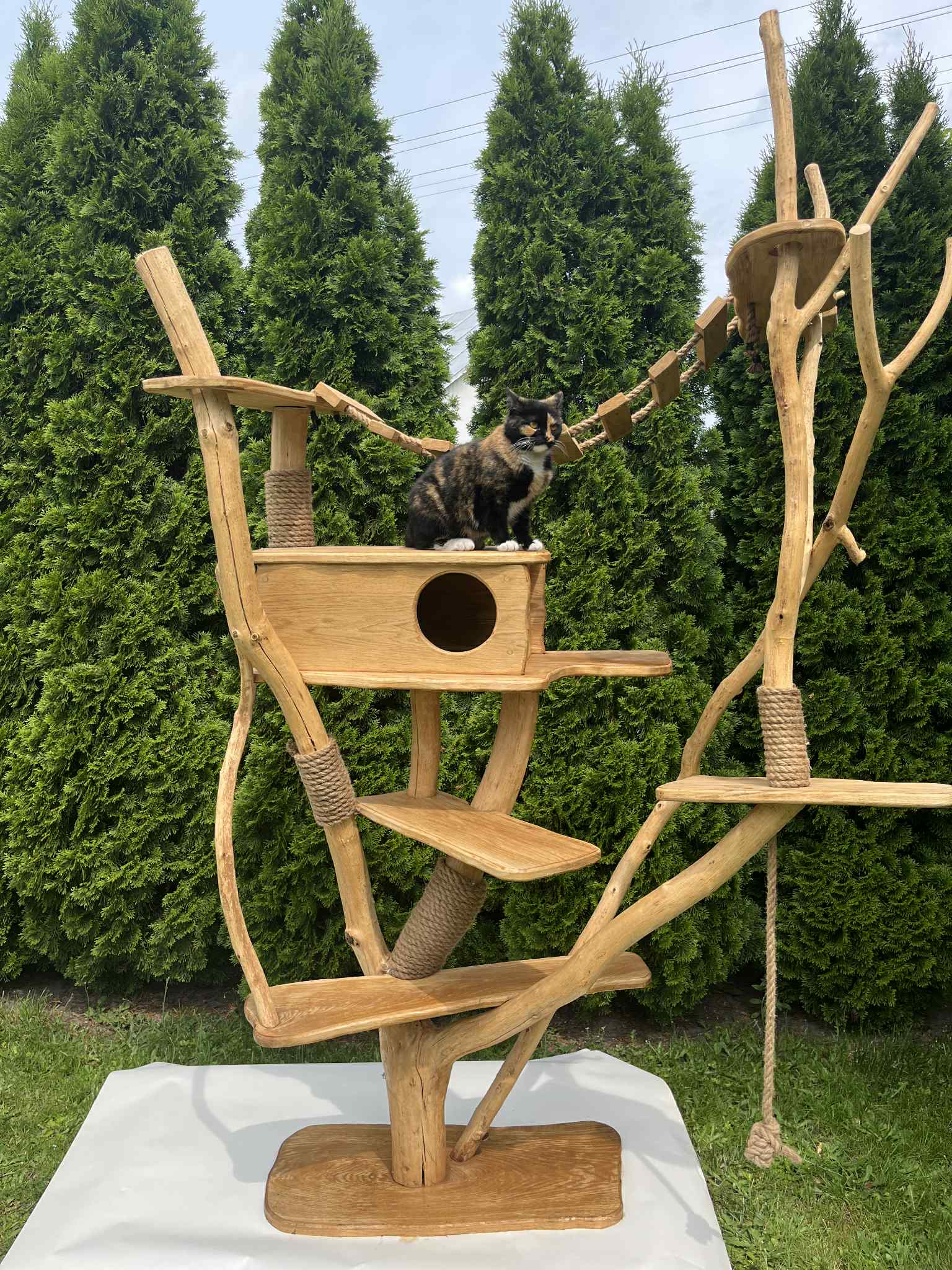 XXL oak wood cat scratcher 230 cm handmade solid nature