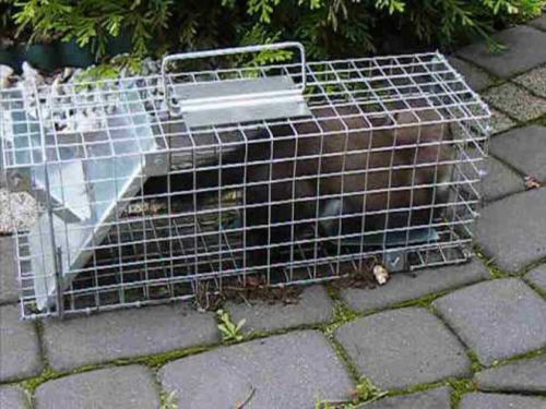 livetrap trap marten grace mink rats paw Kind trap