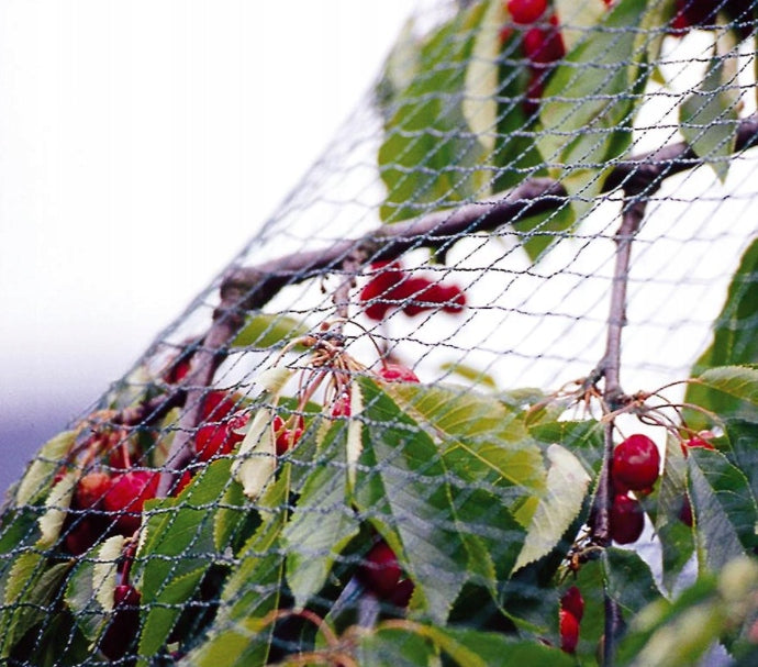 very STRONG STARLINGS NET 7,5m x 5m for BIRDS for aviary for trees with UV Kind mesh